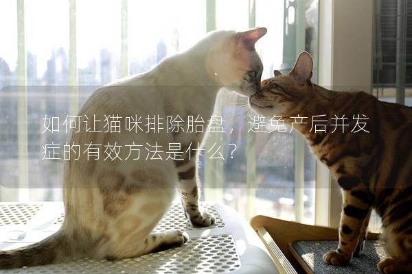 如何讓貓咪排除胎盤，避免產后并發癥的有效方法是什么？