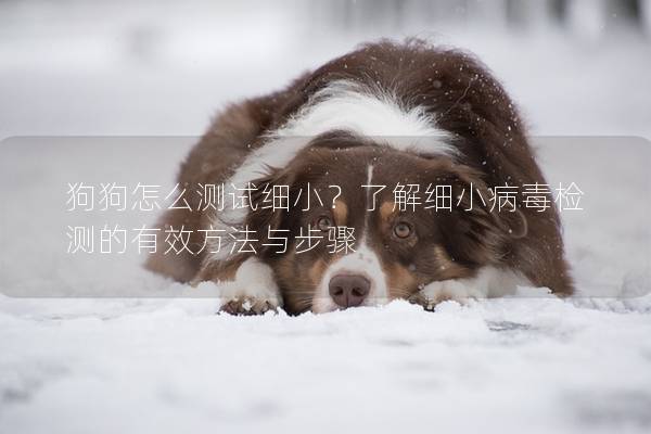 狗狗怎么測試細(xì)小？了解細(xì)小病毒檢測的有效方法與步驟