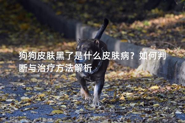 狗狗皮膚黑了是什么皮膚病？如何判斷與治療方法解析