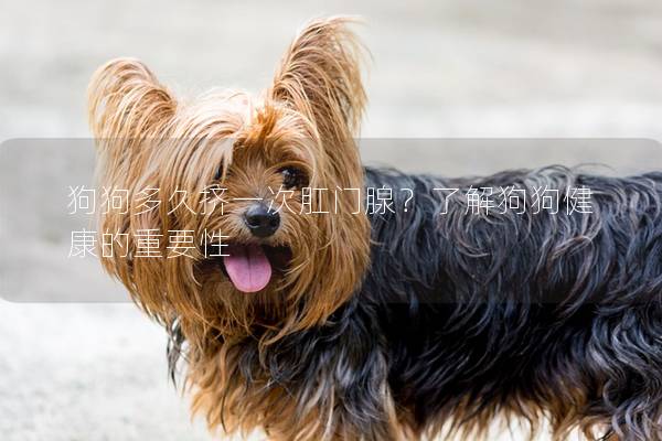 狗狗多久擠一次肛門(mén)腺？了解狗狗健康的重要性