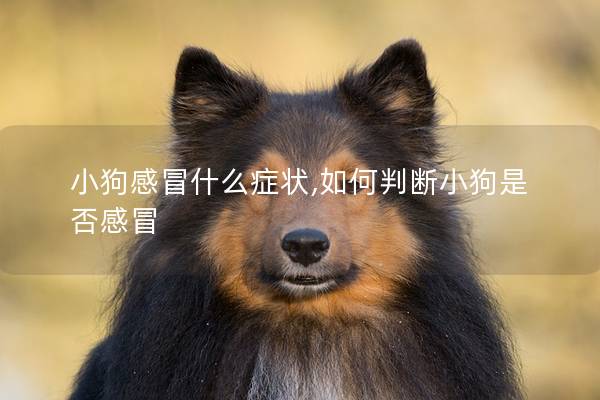 小狗感冒什么癥狀,如何判斷小狗是否感冒