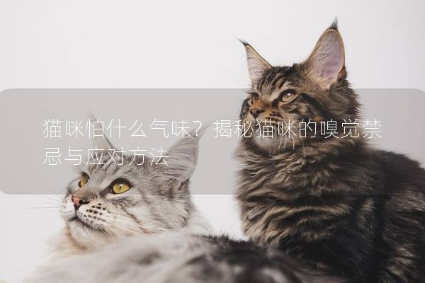 貓咪怕什么氣味？揭秘貓咪的嗅覺禁忌與應(yīng)對方法