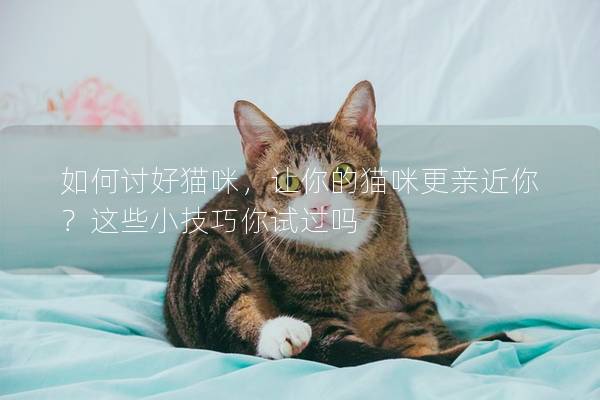 如何討好貓咪,讓你的貓咪更親近你?這些小技巧你試過嗎 如何討好貓咪,讓你的貓咪更親近你?這些小技巧你試過嗎
