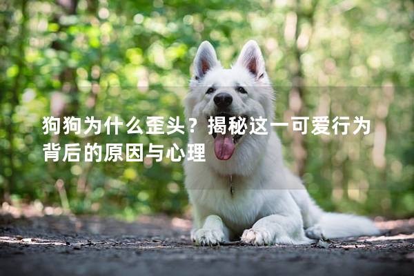 狗狗為什么歪頭？揭秘這一可愛行為背后的原因與心理