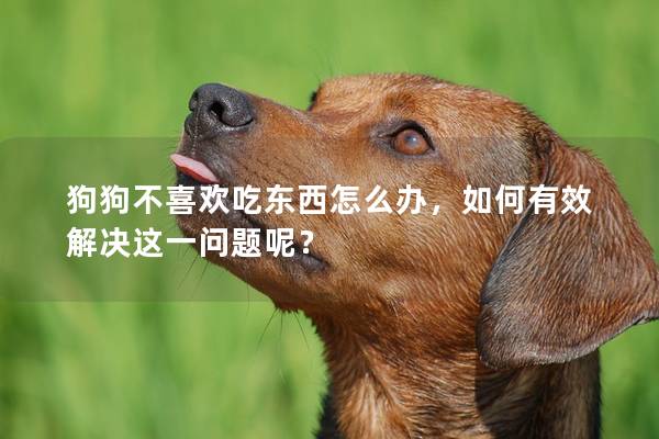 狗狗不喜歡吃東西怎么辦，如何有效解決這一問(wèn)題呢？
