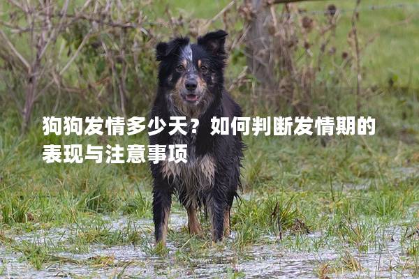 狗狗發情多少天？如何判斷發情期的表現與注意事項