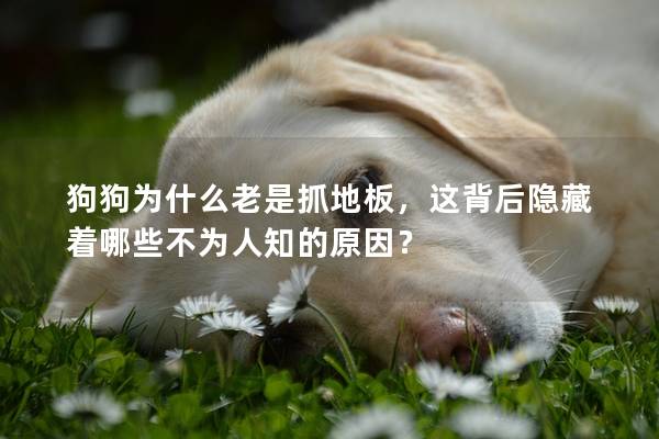 狗狗為什么老是抓地板，這背后隱藏著哪些不為人知的原因？
