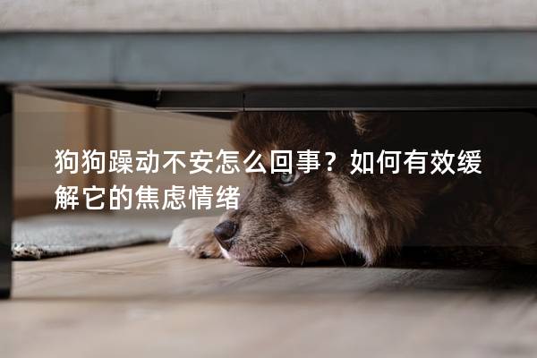 狗狗躁動不安怎么回事？如何有效緩解它的焦慮情緒