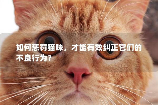 如何懲罰貓咪,才能有效糾正它們的不良行為? 如何懲罰貓咪,才能有效糾正它們的不良行為?