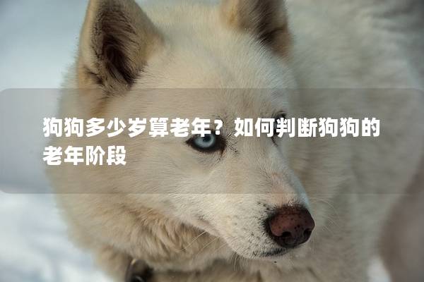 狗狗多少歲算老年？如何判斷狗狗的老年階段