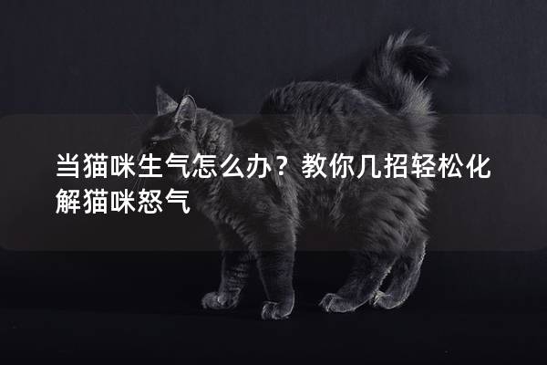 當貓咪生氣怎么辦?教你幾招輕松化解貓咪怒氣 當貓咪生氣怎么辦?教你幾招輕松化解貓咪怒氣