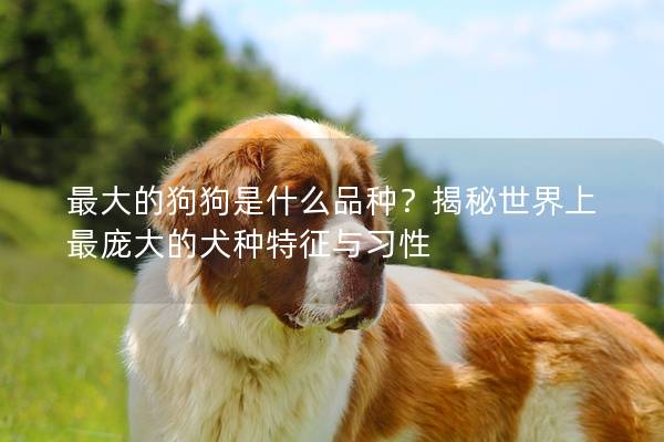 最大的狗狗是什么品種？揭秘世界上最龐大的犬種特征與習性