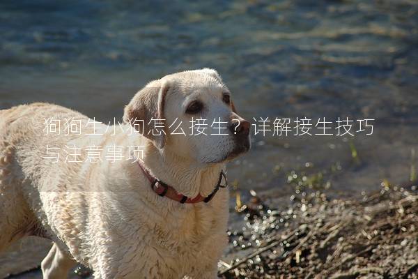 狗狗生小狗怎么接生？詳解接生技巧與注意事項