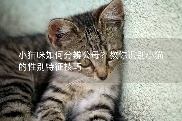 小貓咪如何分辨公母？教你識別小貓的性別特征技巧