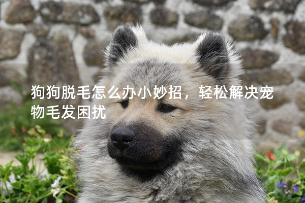 狗狗脫毛怎么辦小妙招，輕松解決寵物毛發困擾