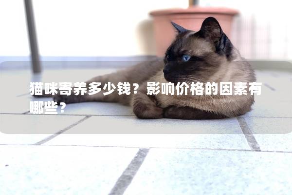 貓咪寄養(yǎng)多少錢？影響價(jià)格的因素有哪些？
