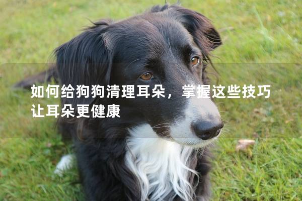 如何給狗狗清理耳朵，掌握這些技巧讓耳朵更健康