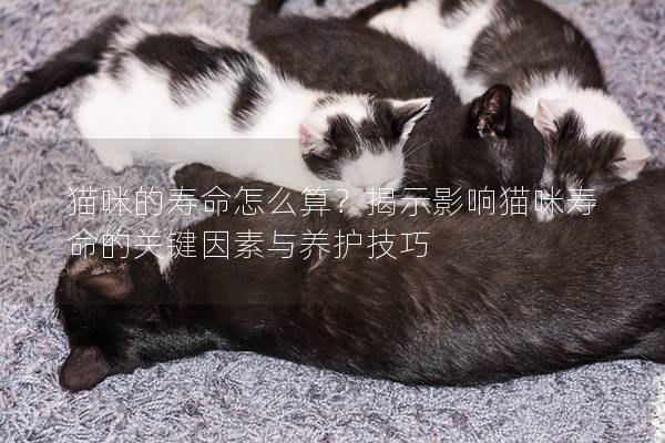 貓咪的壽命怎么算？揭示影響貓咪壽命的關(guān)鍵因素與養(yǎng)護(hù)技巧