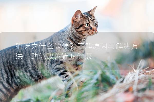 貓咪為什么軟便?了解原因與解決方法,助你改善貓咪健康