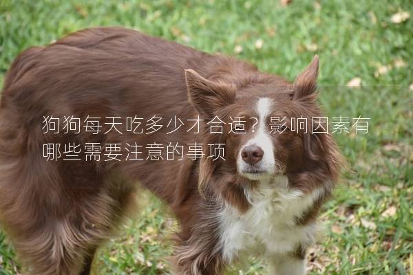 狗狗每天吃多少才合適？影響因素有哪些需要注意的事項