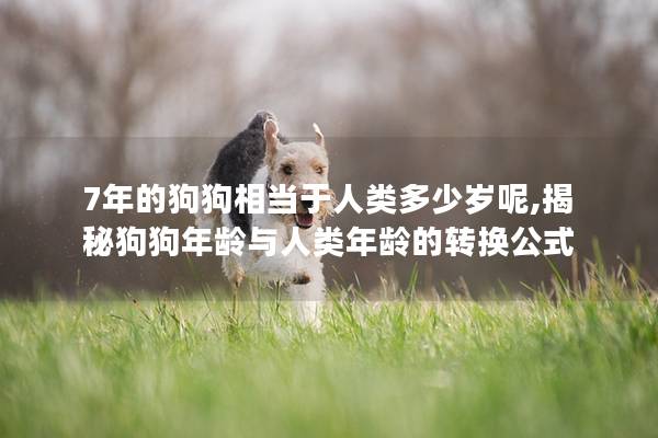 7年的狗狗相當于人類多少歲呢,揭秘狗狗年齡與人類年齡的轉(zhuǎn)換公式