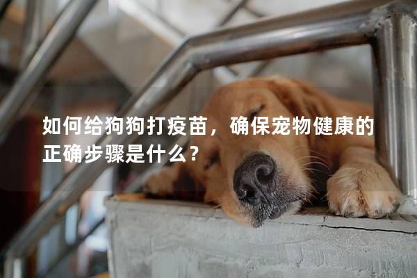 如何給狗狗打疫苗，確保寵物健康的正確步驟是什么？