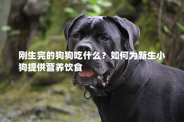 剛生完的狗狗吃什么？如何為新生小狗提供營養飲食