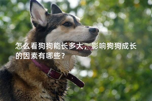 怎么看狗狗能長多大，影響狗狗成長的因素有哪些？