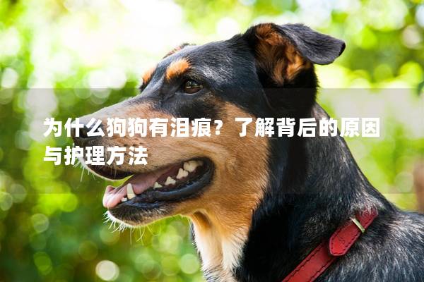 為什么狗狗有淚痕？了解背后的原因與護理方法