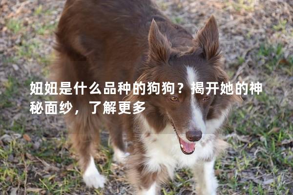 妞妞是什么品種的狗狗？揭開她的神秘面紗，了解更多