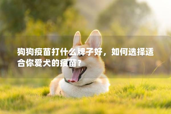 狗狗疫苗打什么牌子好，如何選擇適合你愛犬的疫苗？