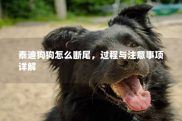 泰迪狗狗怎么斷尾，過程與注意事項詳解