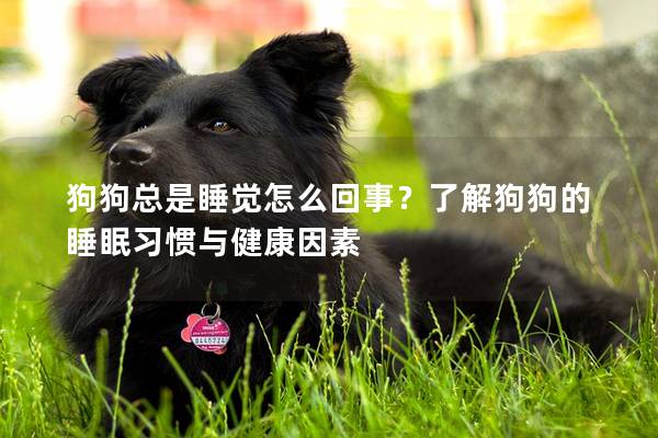 狗狗總是睡覺怎么回事？了解狗狗的睡眠習慣與健康因素