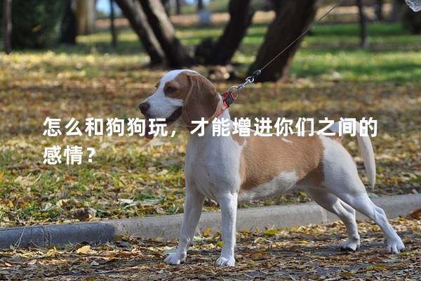 怎么和狗狗玩，才能增進你們之間的感情？