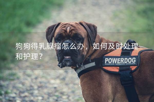 狗狗得乳腺瘤怎么辦，如何及時(shí)處理和護(hù)理？