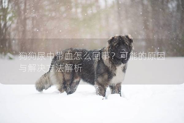 狗狗尿中帶血怎么回事？可能的原因與解決方法解析