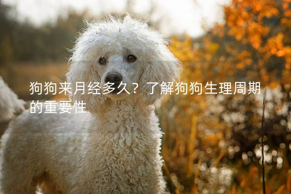 狗狗來月經多久？了解狗狗生理周期的重要性