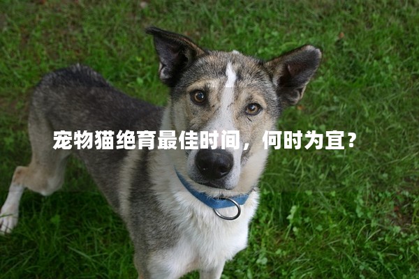 寵物貓絕育最佳時間，何時為宜？