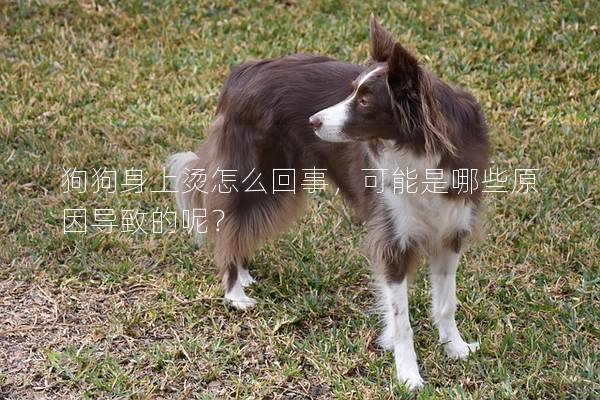 狗狗身上燙怎么回事，可能是哪些原因導致的呢？