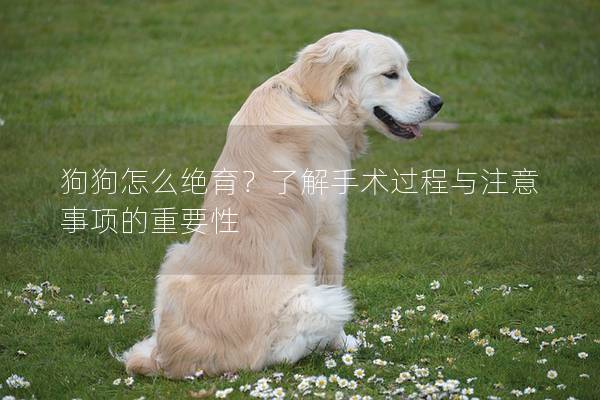 狗狗怎么絕育？了解手術(shù)過程與注意事項的重要性