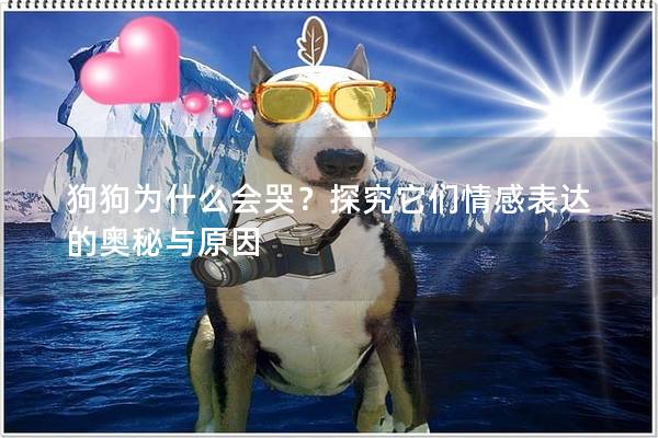 狗狗為什么會哭？探究它們情感表達的奧秘與原因