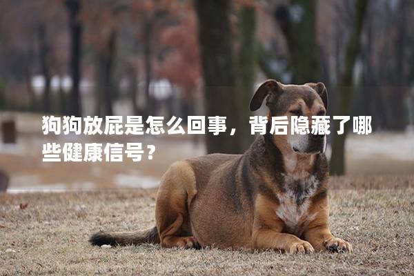 狗狗放屁是怎么回事，背后隱藏了哪些健康信號？