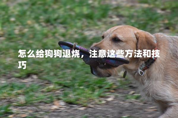 怎么給狗狗退燒，注意這些方法和技巧