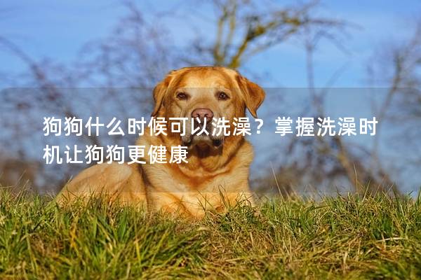 狗狗什么時候可以洗澡？掌握洗澡時機讓狗狗更健康