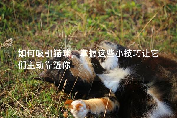 如何吸引貓咪，掌握這些小技巧讓它們主動靠近你