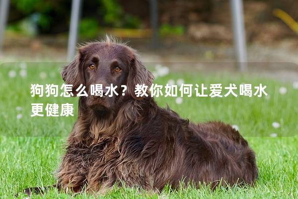 狗狗怎么喝水?教你如何讓愛犬喝水更健康 狗狗怎么喝水?教你如何讓愛犬喝水更健康