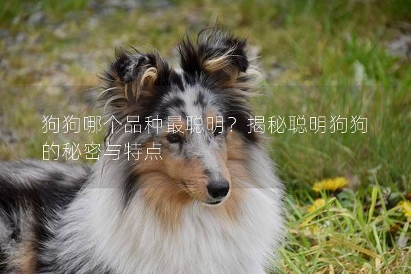 狗狗哪個品種最聰明？揭秘聰明狗狗的秘密與特點