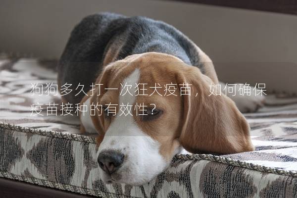 狗狗多久打一次狂犬疫苗，如何確保疫苗接種的有效性？