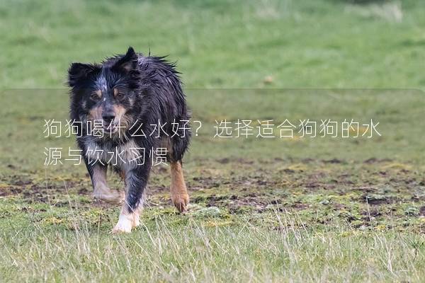 狗狗喝什么水好？選擇適合狗狗的水源與飲水習慣