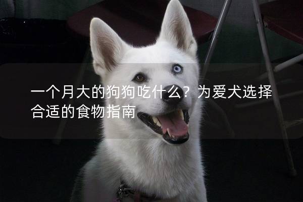 一個月大的狗狗吃什么？為愛犬選擇合適的食物指南